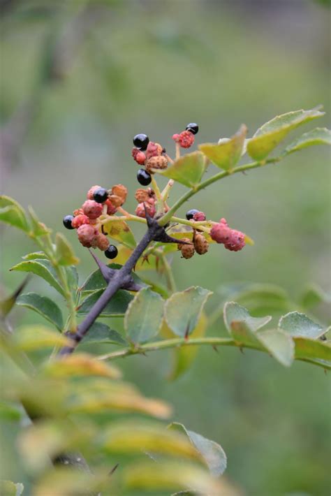 花椒树|花椒 Zanthoxylum bungeanum